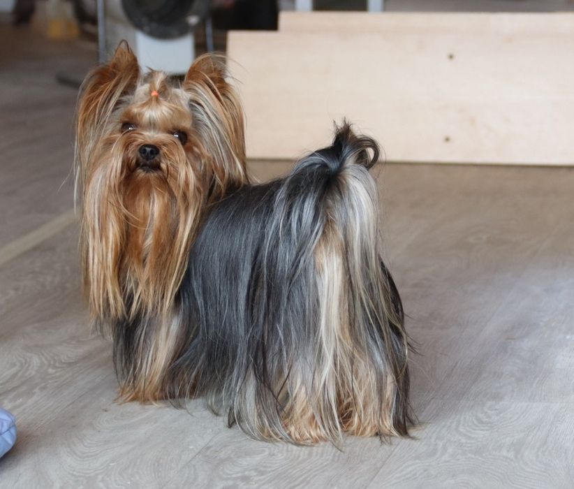 Брутальный жених ждёт своих девочек