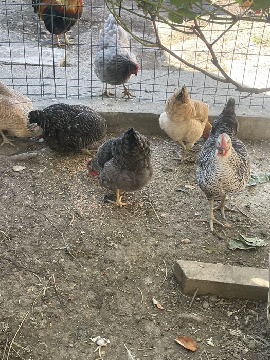 Vand gaini rasa mixta ,pui australorp si plymouth de anul acesta Adjud ...