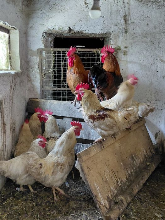 Петухи ломан браун