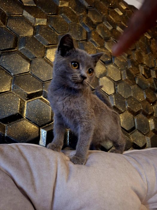 British shorthair