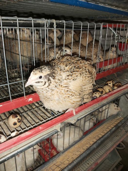 Prepelite outoare Jumbo Gold