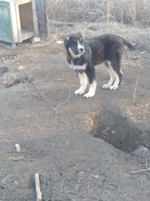 Алабай кушик сатлады