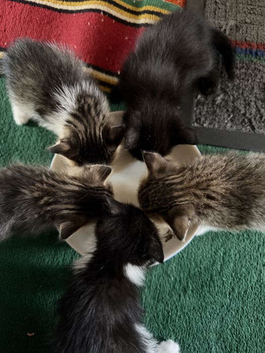 Отдам котят в добрые руки)