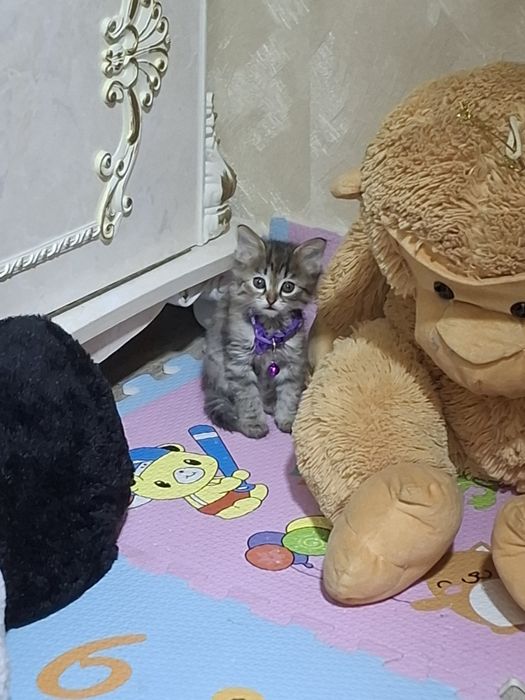 Сибирский котёнок