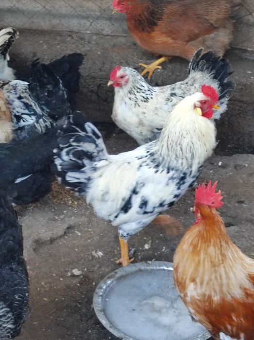 Продам молодых петухов