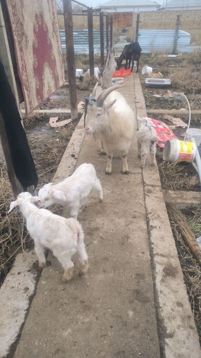 Ешкилер сатылады