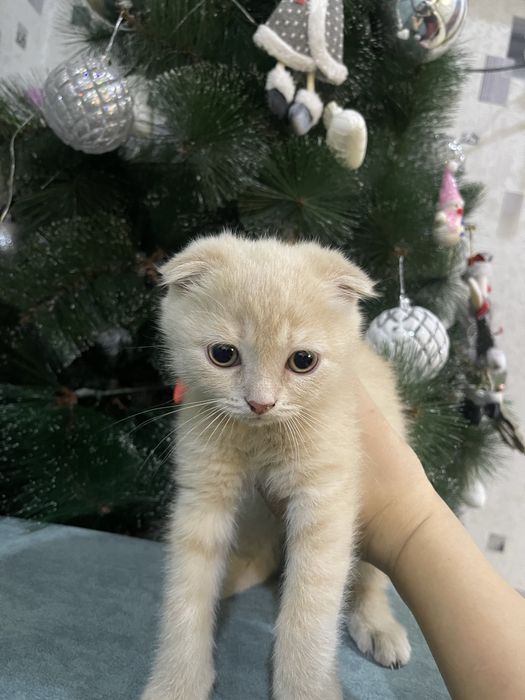 Scottish Fold gold золотистый