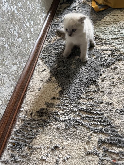 Маленький котят три штуки