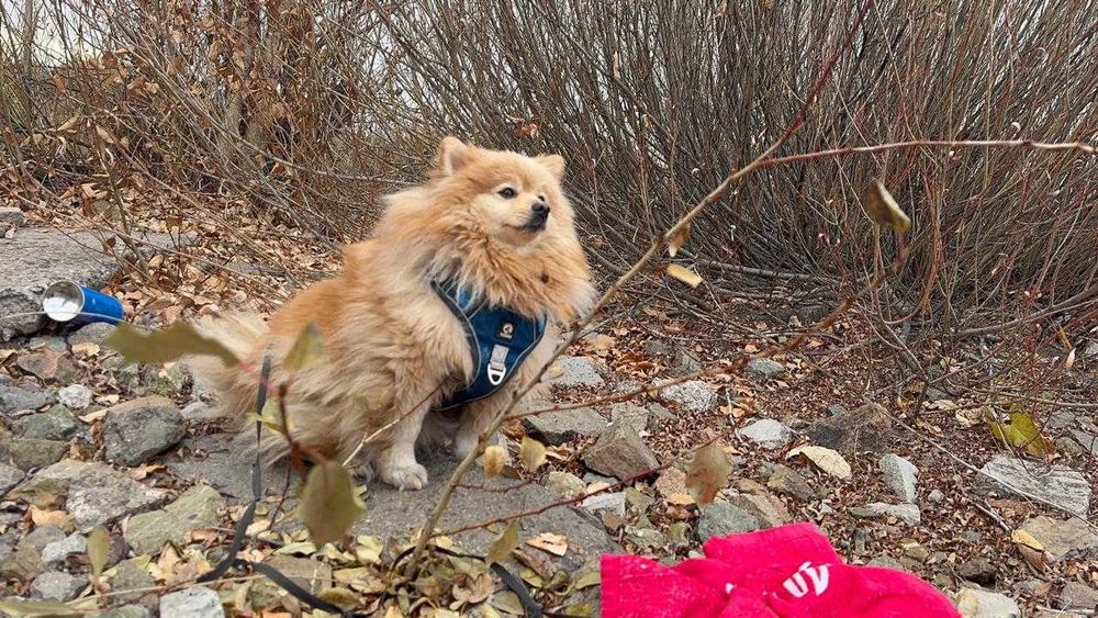 Немецкий шпиц 3 года