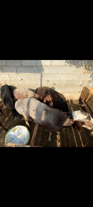 1 Кошкар уш кой бар1қозы