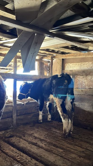 Тараз қаласы өрнек ауылы