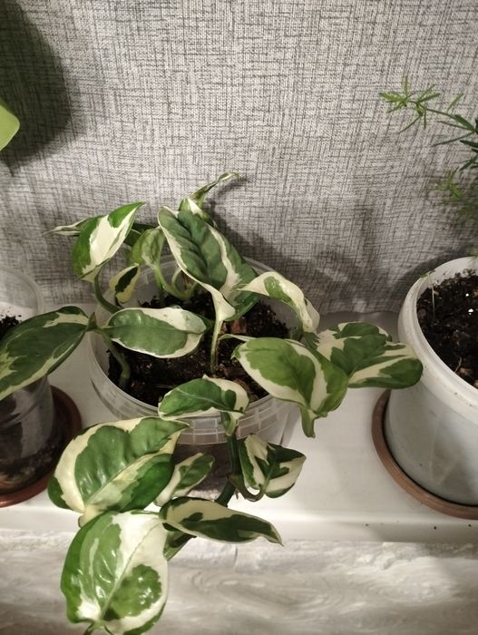 Комнатные растения.