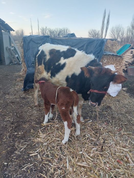 бузау, теленок, бұзау, бычок