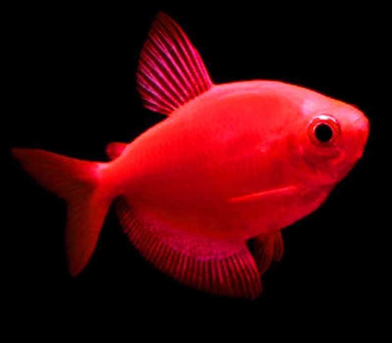 Аквариумная рыбка- Тернеция Глофиш