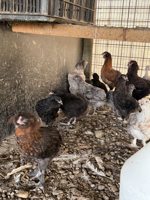 Gaini araucana  tineret