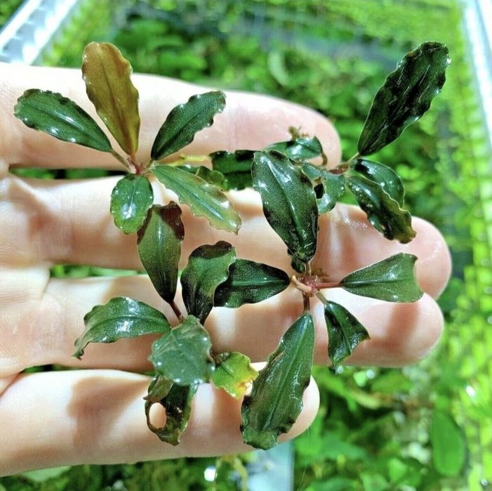 Bucephalandra – Superbe. Stoc limitat.
