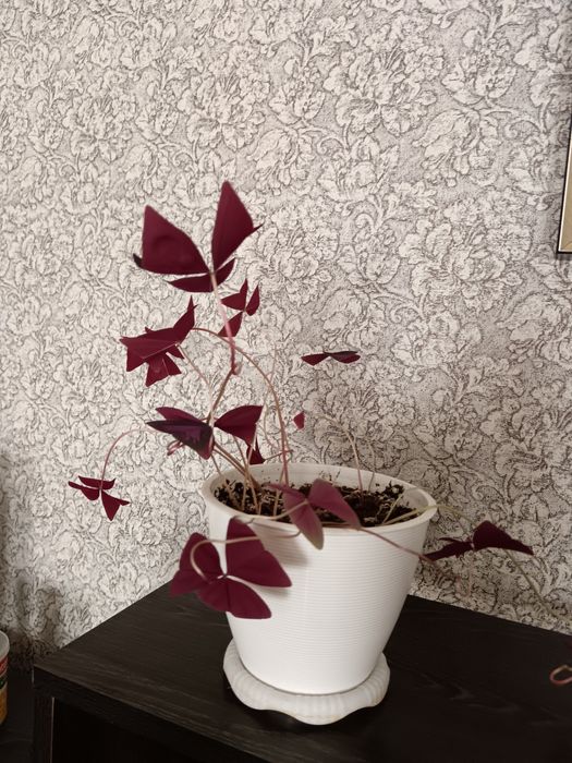 Продается  оксалис или кислица 5000тт