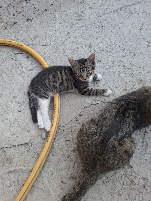 Отдам котят девочек