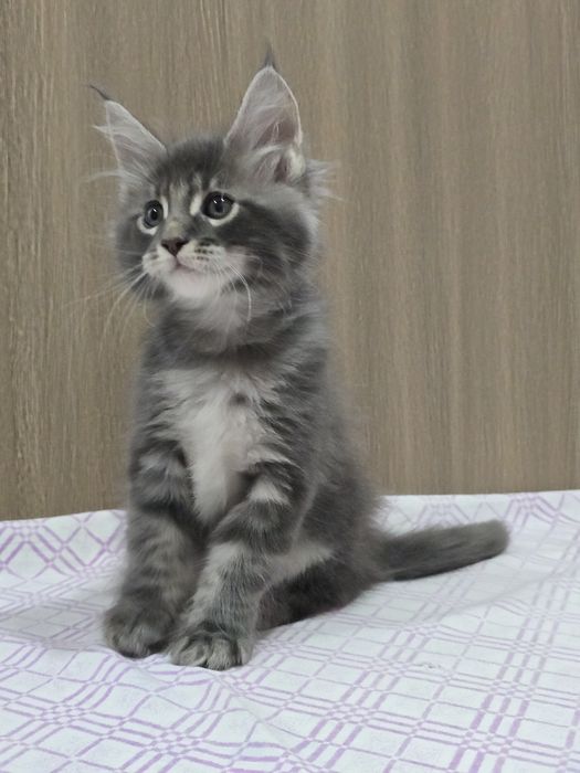 Мейн-кун мальчик