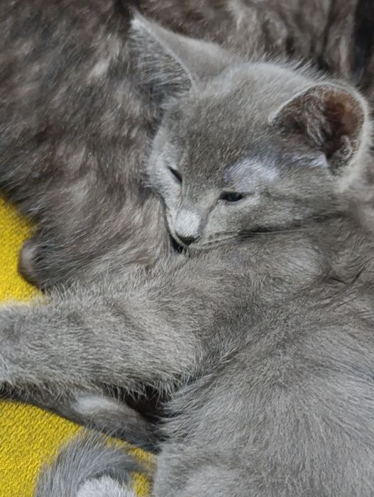 Отдам котенка мальчик
