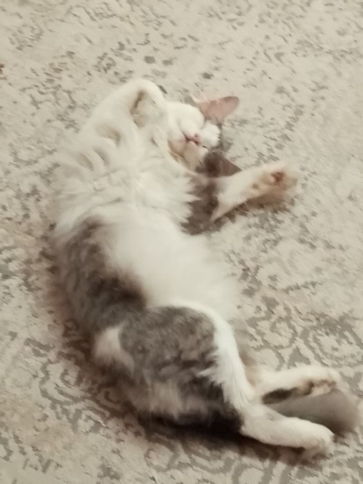 Кот, отдам  в хорошие руки