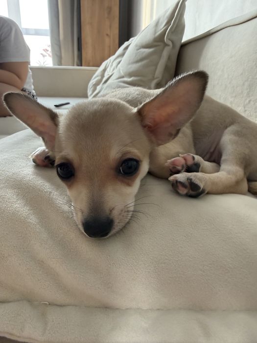 Продам щенка Чихуахуа