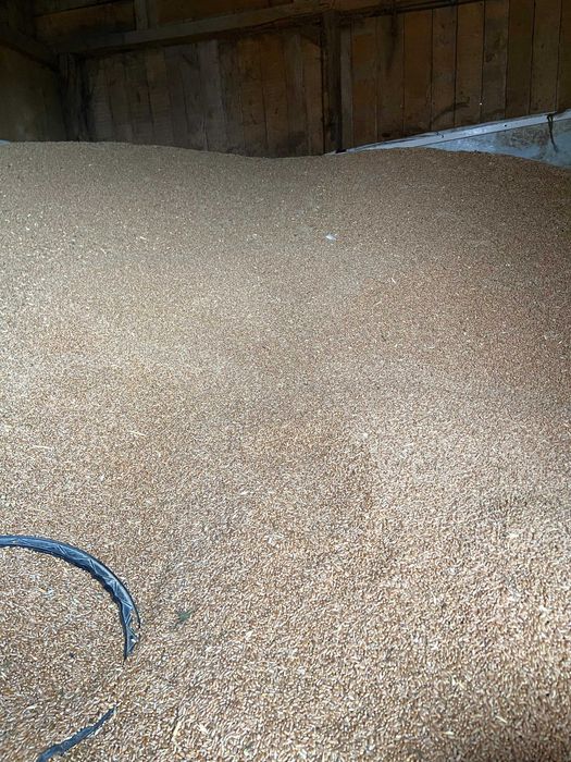 Vând grâu recoltă 2025