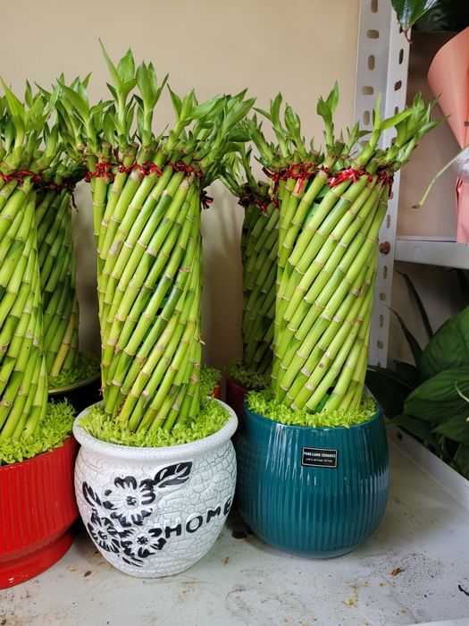 Бамбук. Бамбук в кашпо