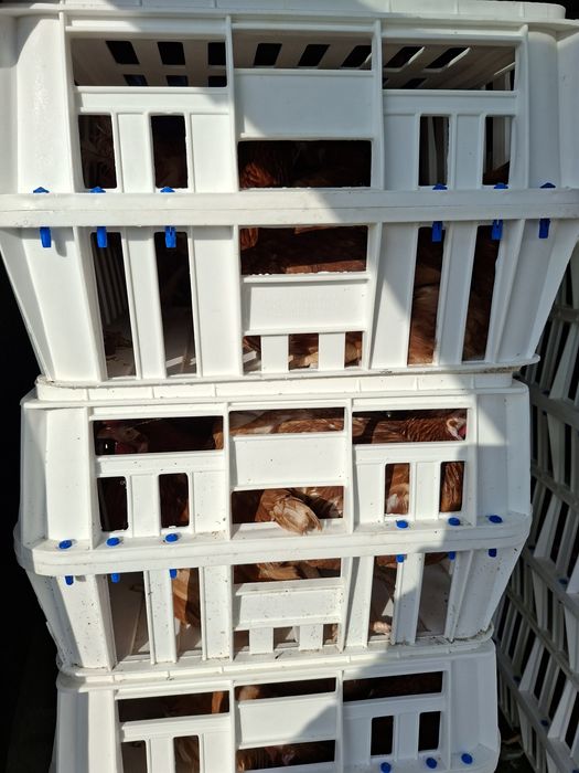 Puicute  / gaini ouatoare