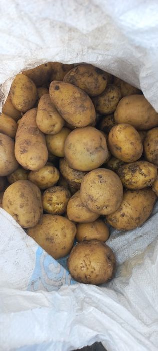 Продам домашний картофель только выкопали крупная