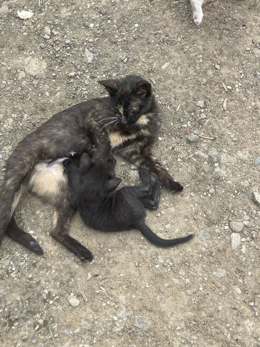 Pisicuti si pisica