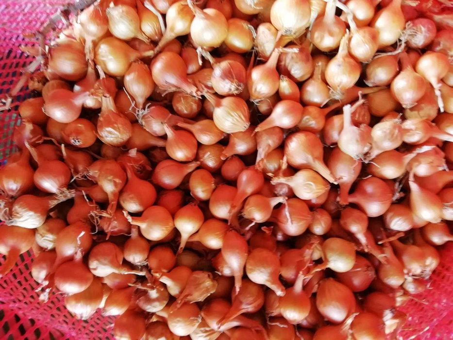 Български сух лук, арпаджик и балучка