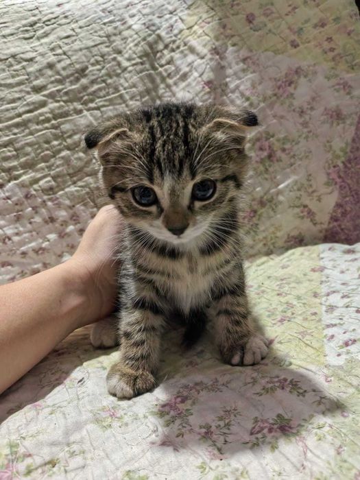 Вислоухие котята