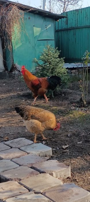 Инкубационные яйца Кучинских кур