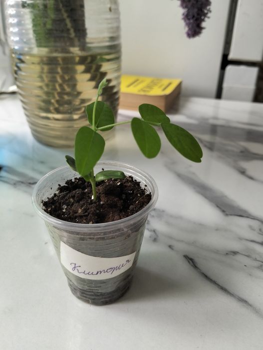 Продам молодые саженцы Клитории