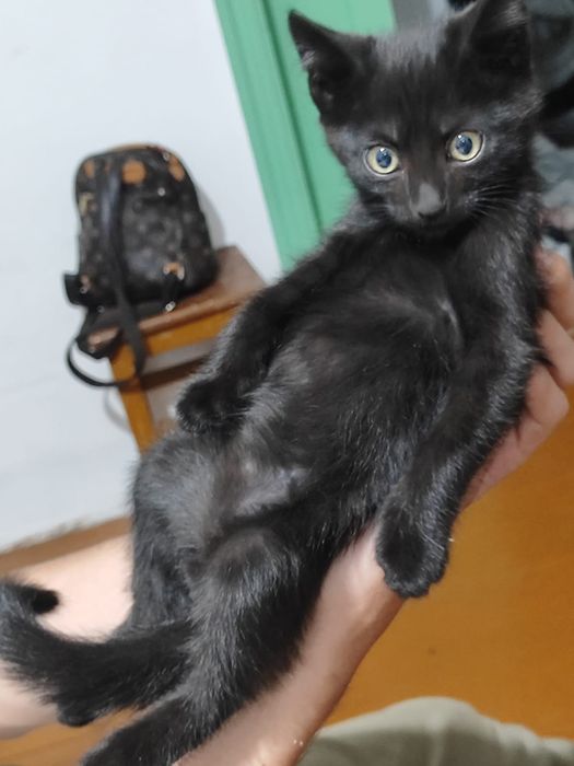 Отдам в добрые руки котят
