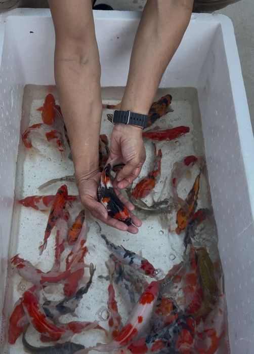 Кои рыба для пруда