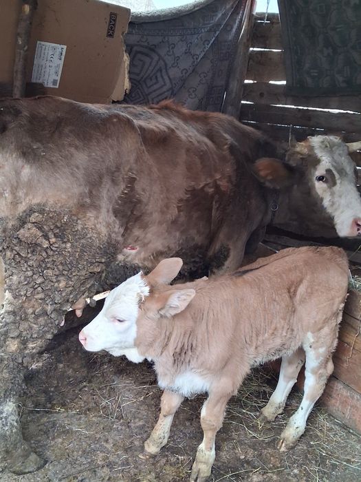 Vând vaca cu vitica