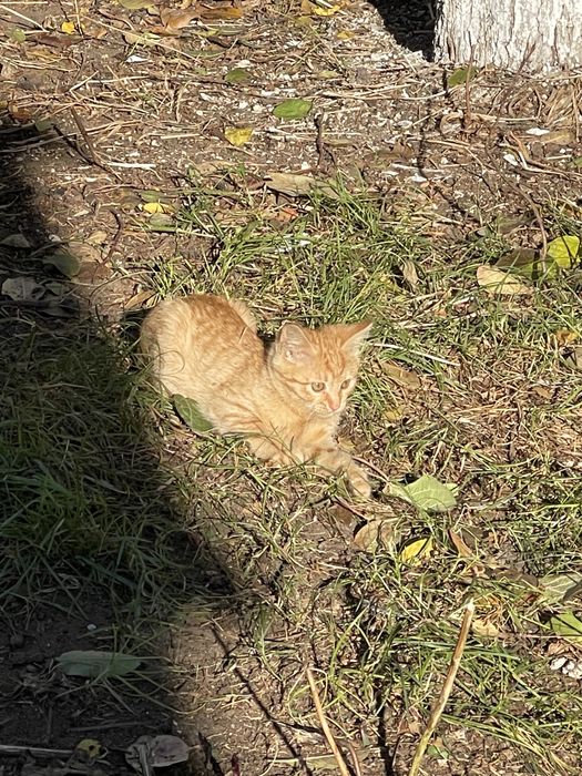 Отдам котенка в добрые руки