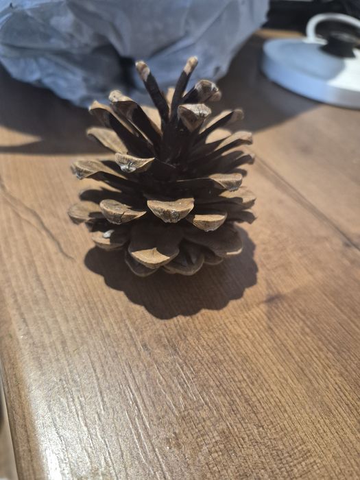 Шишки сосновые для декора и трудов