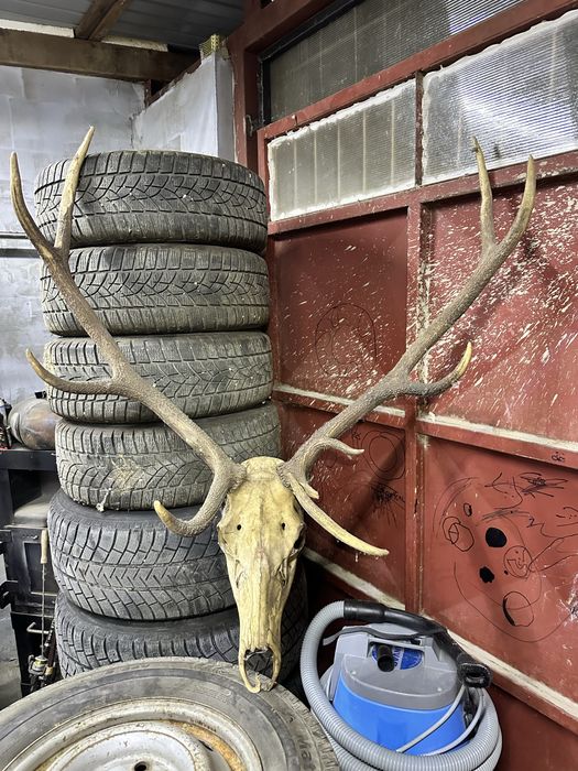 Coarne de cerb …