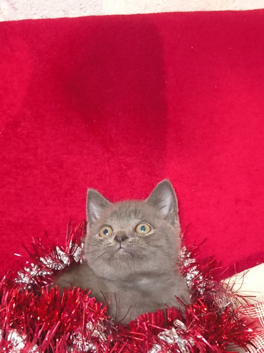 British short hair blue