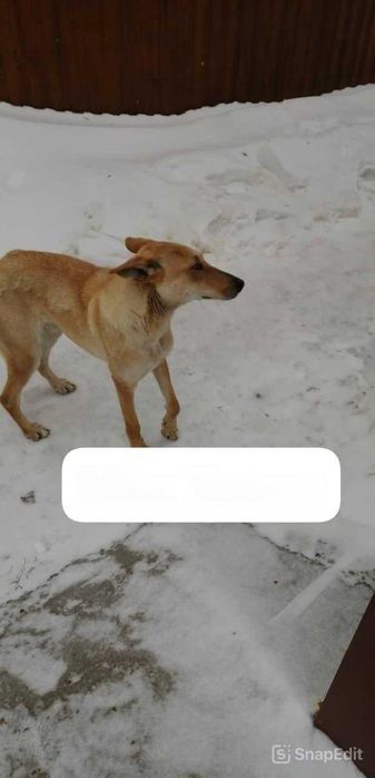 Чья потеряшка? Владелец, забери!