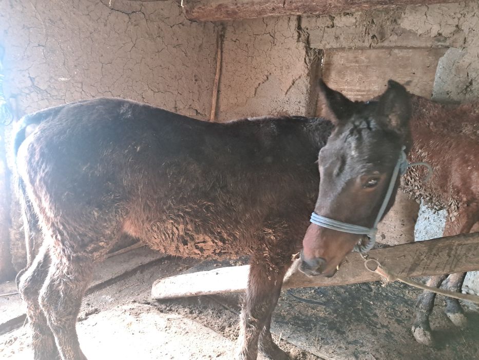 Тай сатылады продасы жаксы мынгы