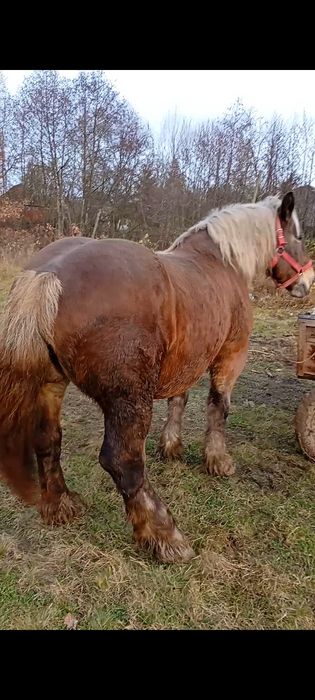 Iapa de vanzare 8 ani