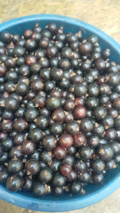 Черная смородина.продам.
