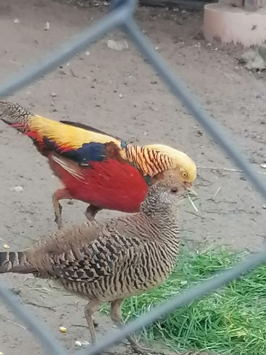 Fazani colorați și aurii