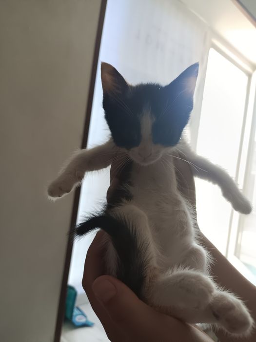 Отдам котят в хорошие руки