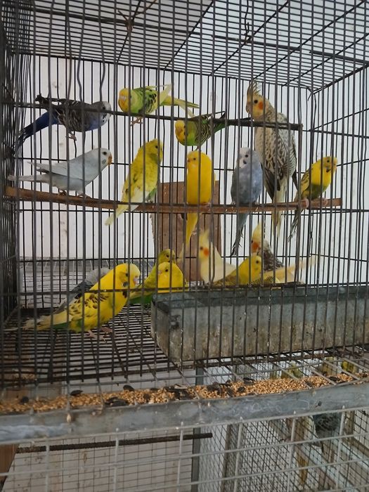 Vând   papagali  peruși  ,nimfe, micul Alexandru  pui inelati 2025