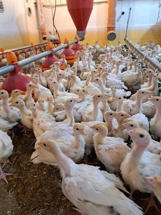 Vand curci de carne  4 saptamani, vaccinuri la zi,  1,4 kg media